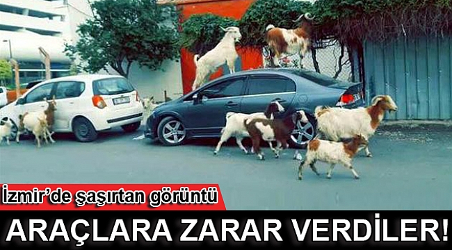 Ahırdan kaçan keçiler araçlara Zarar verdi