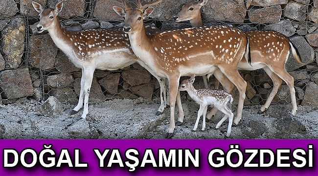 Dogal yaşamın gözdesi