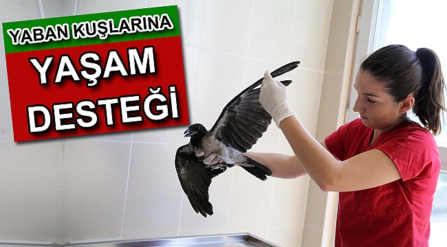 Yaban kuşları emin ellerde