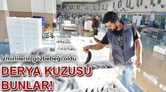 Derya kuzusu bunlar!
