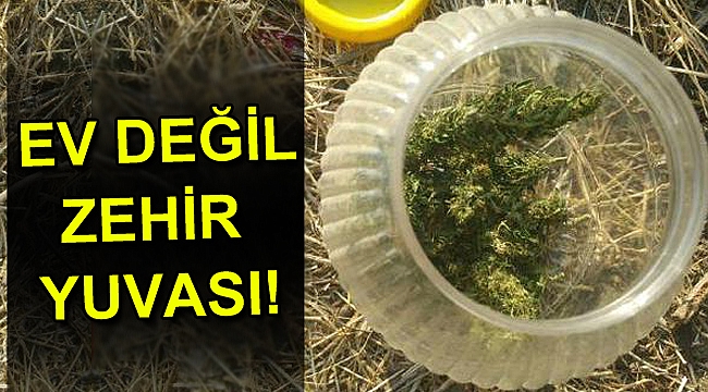 Evde 225 kök hintkeneviri ve 100 gram esrar bulundu
