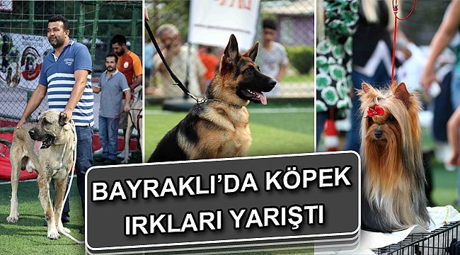 Bayraklı’da köpek ırkları yarıştı