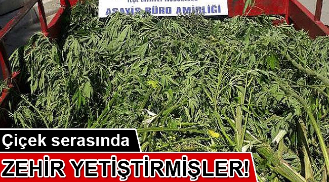 Çiçek serasında 38 kök hintkeneviri ele geçirildi