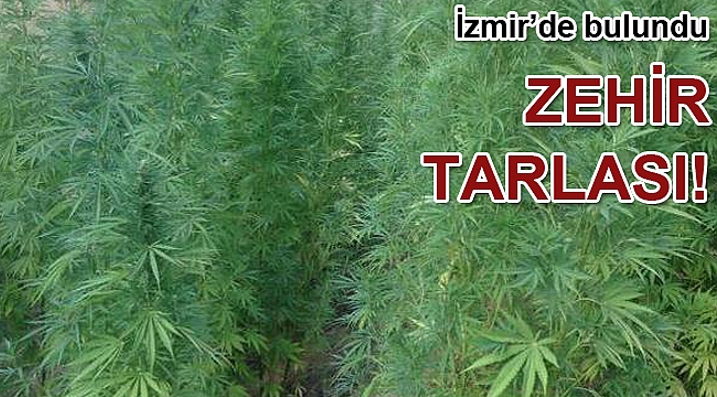 Kiraz'da 150 kök hintkeneviri ele geçirildi