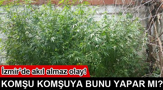 Komşusunun bahçesinde hint keneviri yetiştirdi