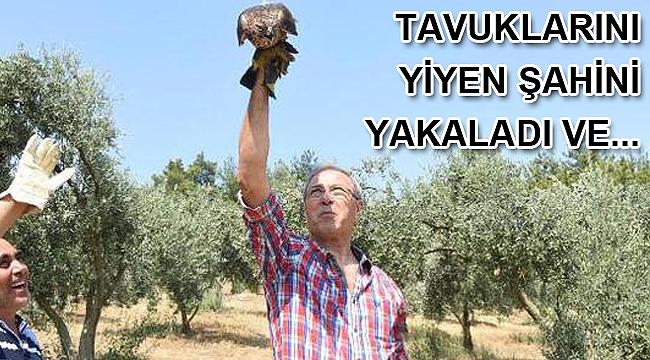 Tavuklarını yiyen şahini yakaladı, 3 gün sonra bıraktı