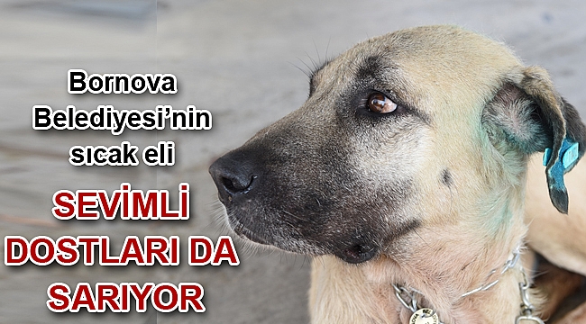 8 yaşındaki köpek 6 kilo tümörden kurtuldu, hayata tutundu