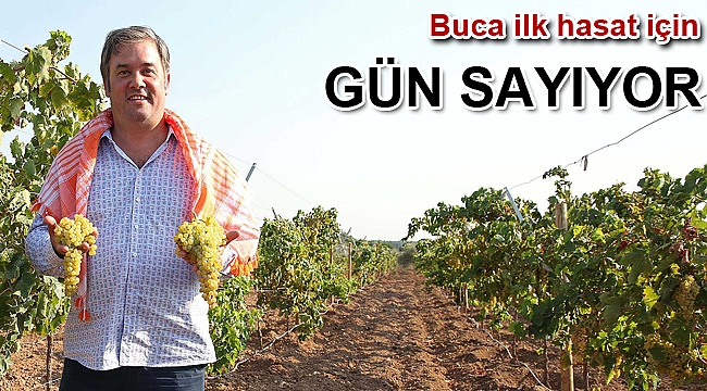 Buca ilk hasat için gün sayıyor