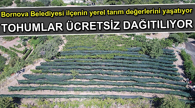 Misket Üzümü fidanı ve bamya tohumu ücretsiz dağıtılıyor