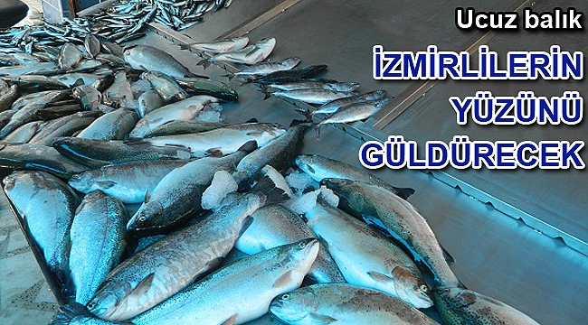 Ucuz balık yüz güldürecek