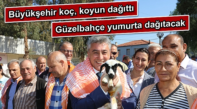 Büyükşehir koç, koyun dağıttı Güzelbahçe yumurta dağıtacak
