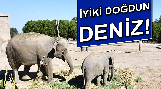 İyi ki doğdun Deniz!