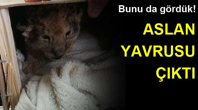 Edirne'de kamyonetten aslan yavrusu çıktı