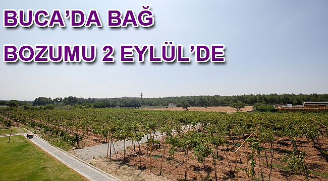 BUCA’DA BAĞ BOZUMU 2 EYLÜL’DE