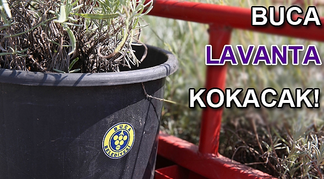 BUCA LAVANTA KOKACAK