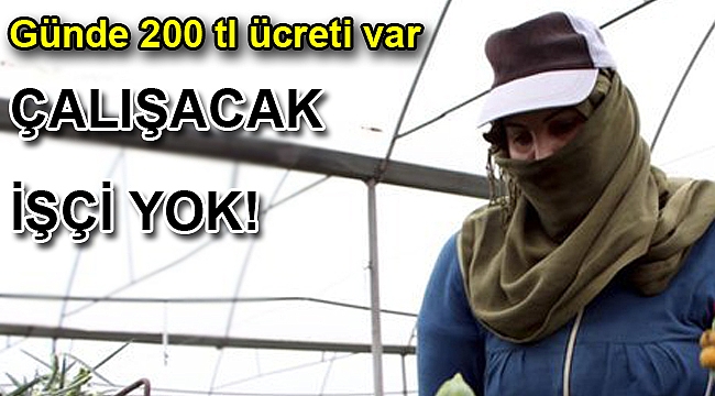 Çiçek üreticileri işçi bulamamaktan şikayetçi