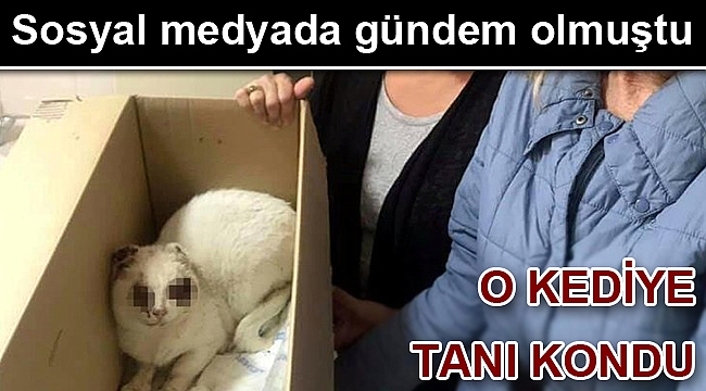 İzmir'de kediye işkence yapıldığı iddiası