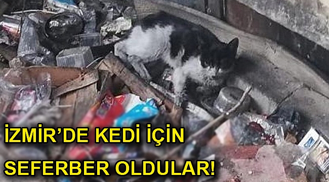 İzmir'de kediyi kurtarmak için seferber oldular