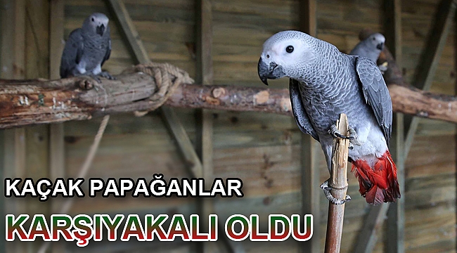 Kaçak papağanlar Karşıyakalı oldu