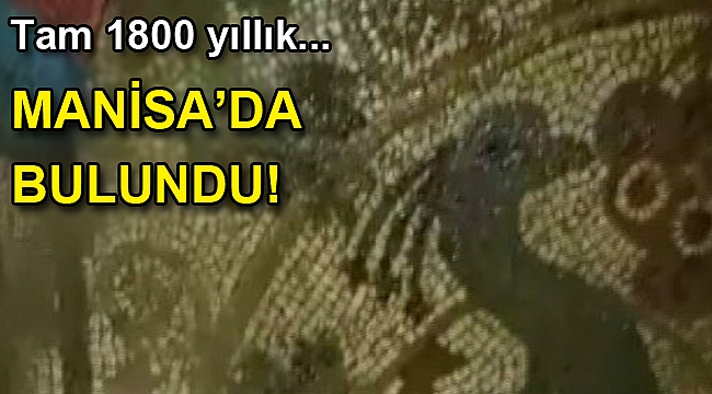 Manisa'da definecilerin açtığı çukurdan 1800 yıllık tavus kusu mozaiği çıktı