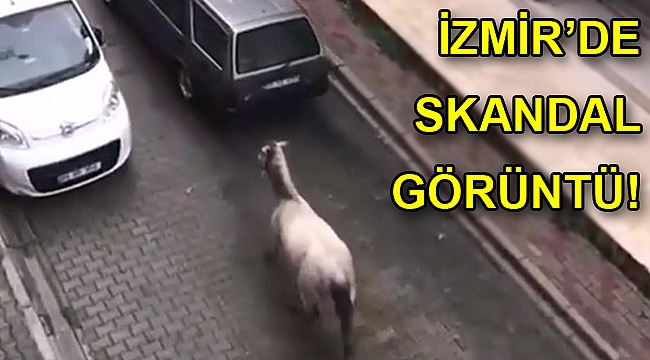 Otomobilinin arkasına iple bağladığı atı sürükledi