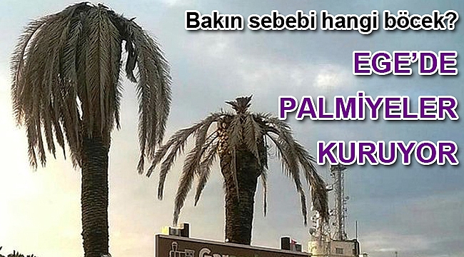 Aydın’da palmiyeler kuruyor