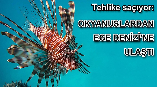 Gökava'da zehirli aslan balığı görüldü
