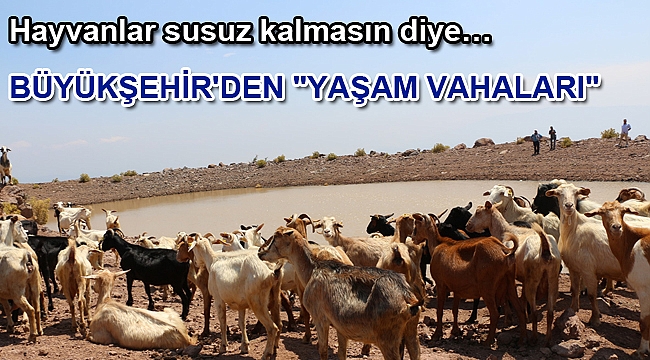 Hayvanlar susuz kalmasın diye…