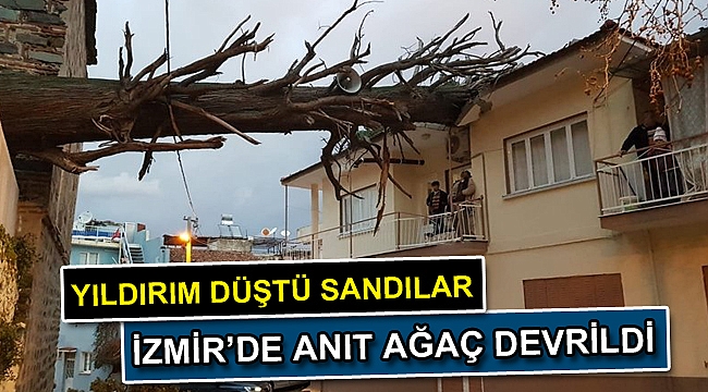 İzmir'de anıt ağaç devrildi