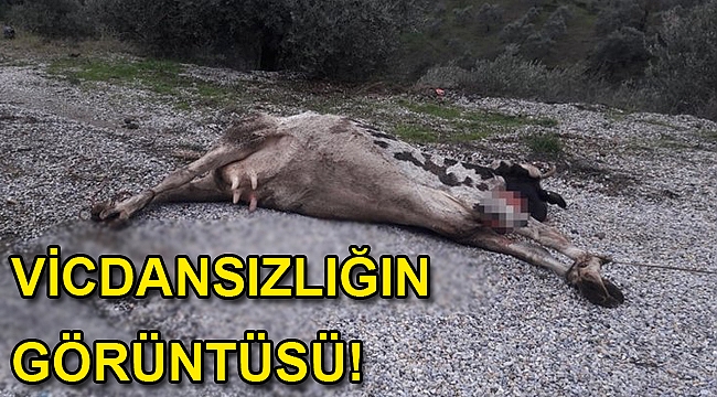 İzmir'de ineği ön ayaklarından direğe bağlayıp ölüme terk ettiler
