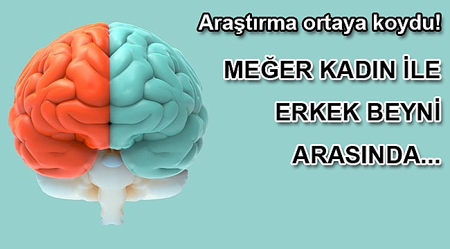 Yanlış biliyoruz: Erkek ve kadın beyni farklı değil!
