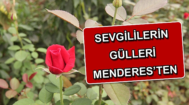 Sevgililerin Gülleri Menderes’ten