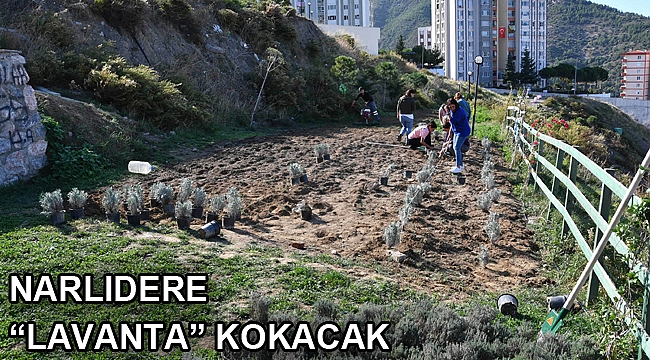 Narlıdere “lavanta” kokacak