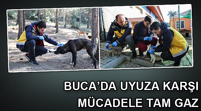 Buca veterinerliğinden kırsala uyuz çıkarması