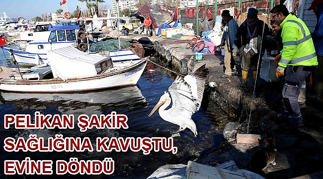 Pelikan Şakir sağlığına kavuştu, evine döndü