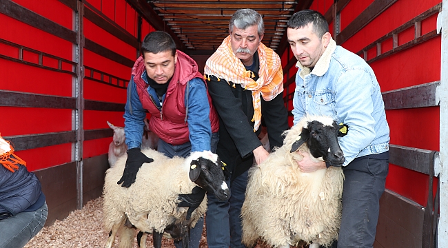İZMİRLİ KOYUNLAR ELAZIĞ YOLUNDA