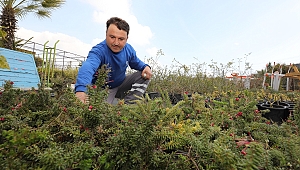 Küresel ısınmaya karşı çalı üretilecek!