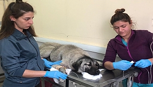 Menemen'de Sulama Kanalından Kurtarılan Köpek Tedavi Altına Alındı