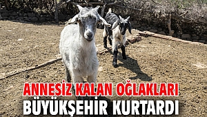 Annesiz kalan oğlakları İzmir Büyükşehir Belediyesi kurtardı