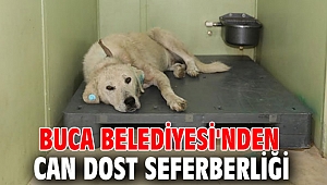 Buca Belediyesi'nden can dost seferberliği