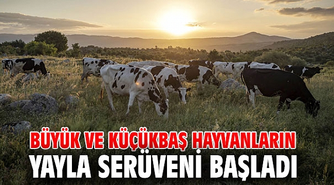 Büyük ve küçükbaş hayvanların yayla serüveni başladı