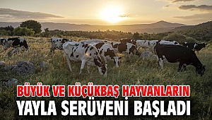Büyük ve küçükbaş hayvanların yayla serüveni başladı