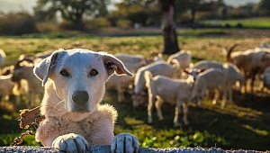 ESBAŞ, İzmir'de yaklaşık 3 Bin hayvanı besliyor