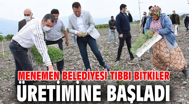 Menemen Belediyesi tıbbı bitkiler üretimine başladı
