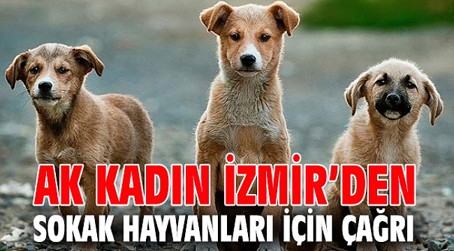 AK Kadın İzmir’den çağrı! Haydi sen de bir kap su, bir kap mama bırak