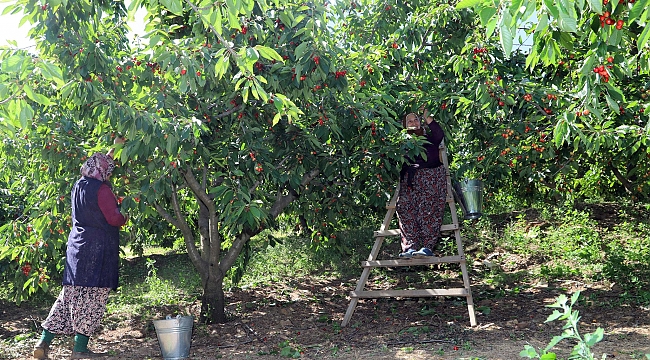 Bayındır Kirazı Katma Değer Üretiyor
