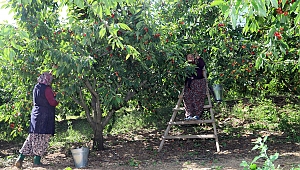 Bayındır Kirazı Katma Değer Üretiyor