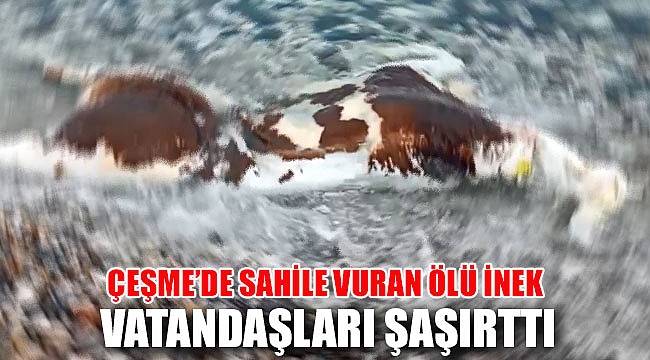 Çeşme’de sahile vuran ölü inek vatandaşları şaşırttı