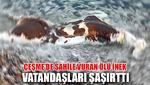 Çeşme’de sahile vuran ölü inek vatandaşları şaşırttı