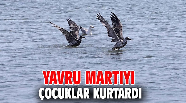 Çocuklar yavru martıyı kurtardı!